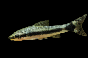 Otocinclus arnoldi